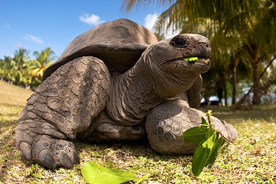 сейшельская гигантская черепаха
