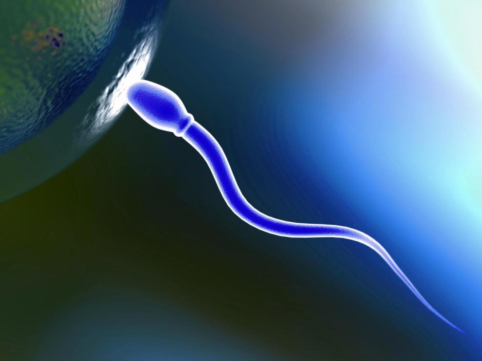 сперматозоид оплодотворяет яйцеклетку