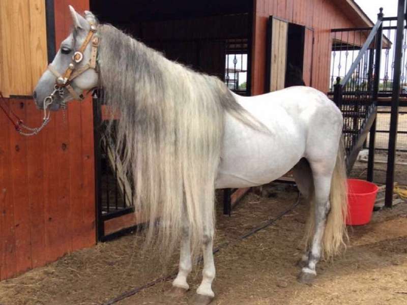 Андалузская лошадь: обзор