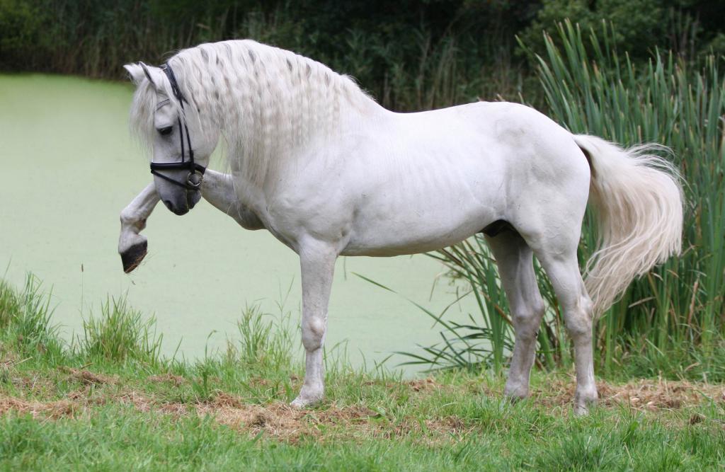 Андалузская лошадь: характер