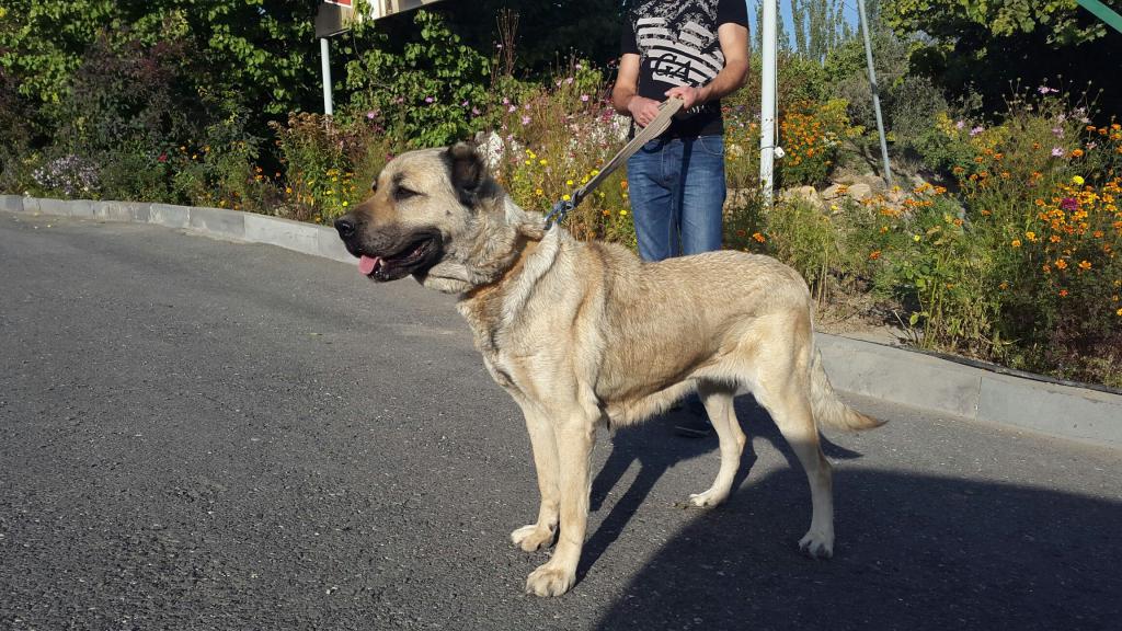 армянская порода собак