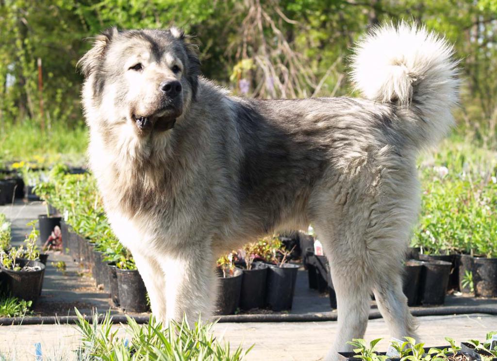 характер армянской собаки