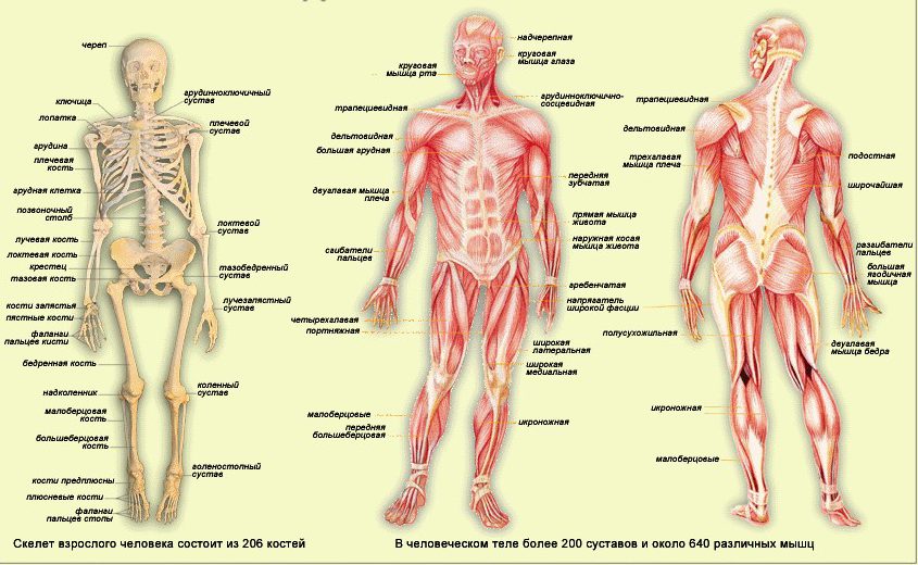 Детальное описание строения человека