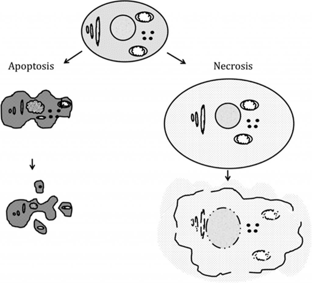 Процесс апоптоза и некроза