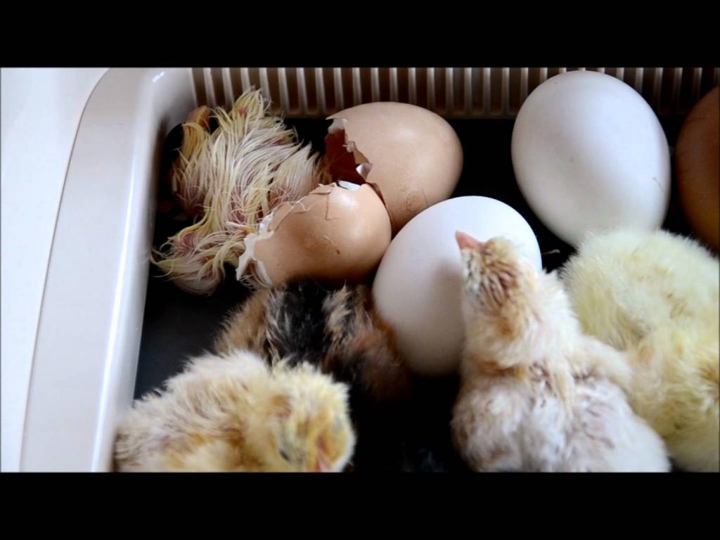 Новорожденные цыплята