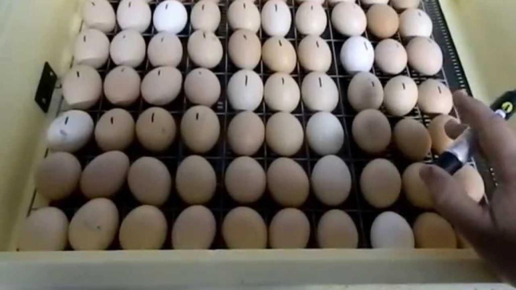 Подготовка яиц к закладке