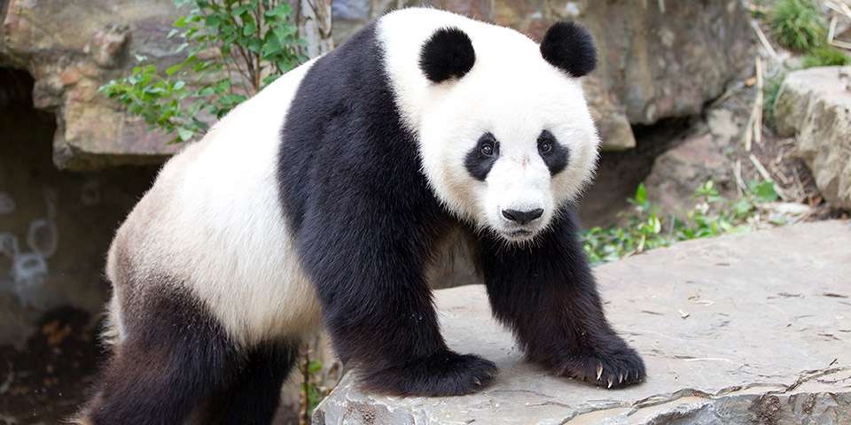 Большая панда живет в Китае