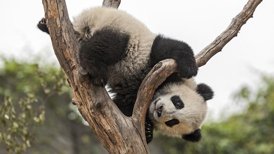 Большая панда на дереве