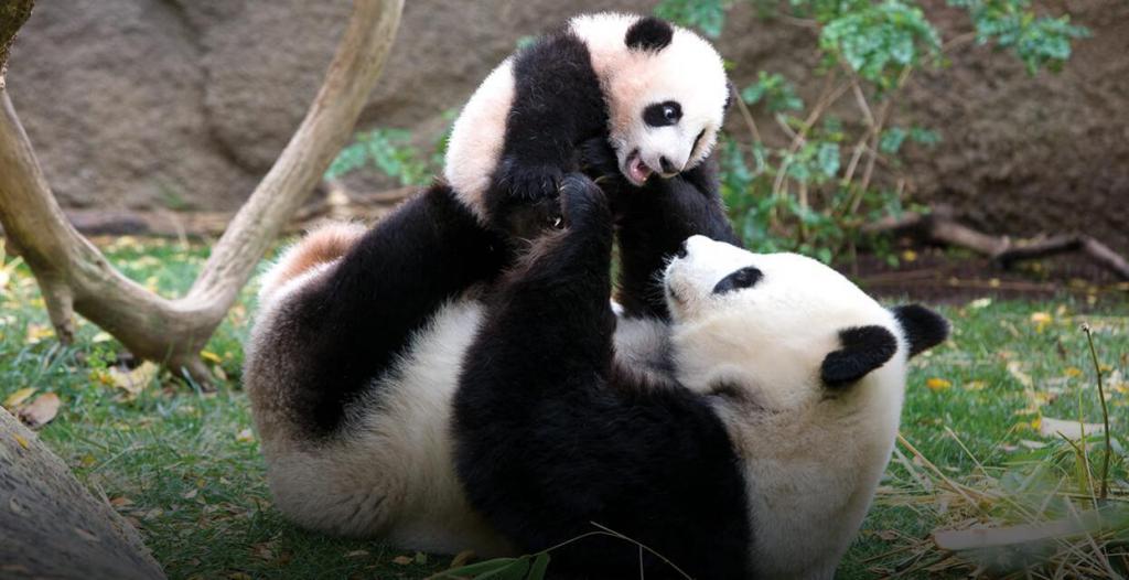 Большая панда с детенышем