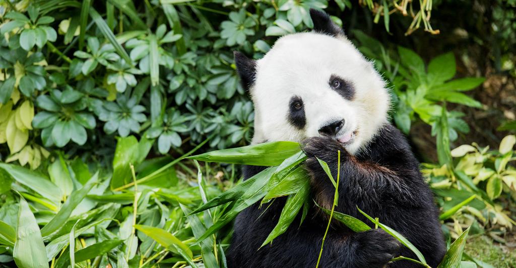 Большая панда ест бамбук