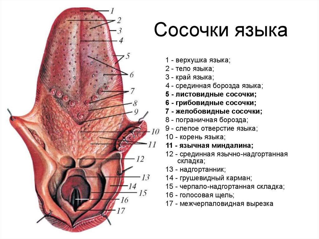 Сосочки языка