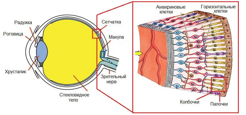 Зрительный анализатор