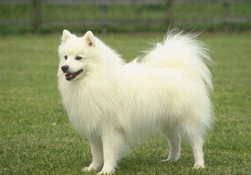 собака белый померанский шпиц
