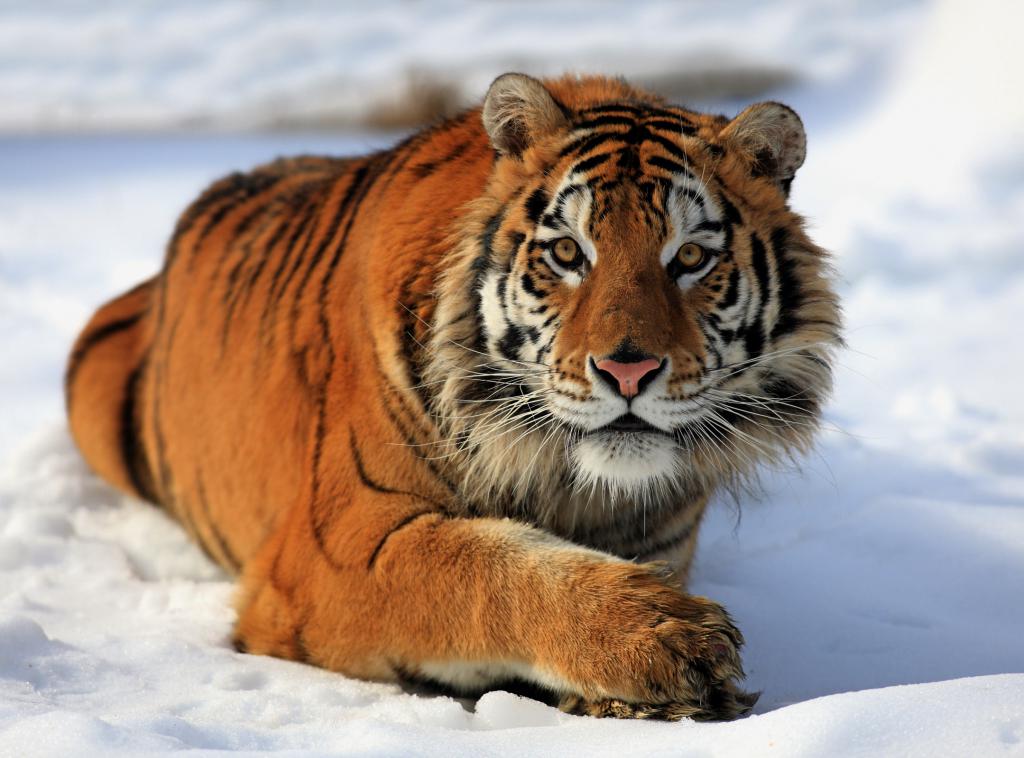 амурский тигр фото