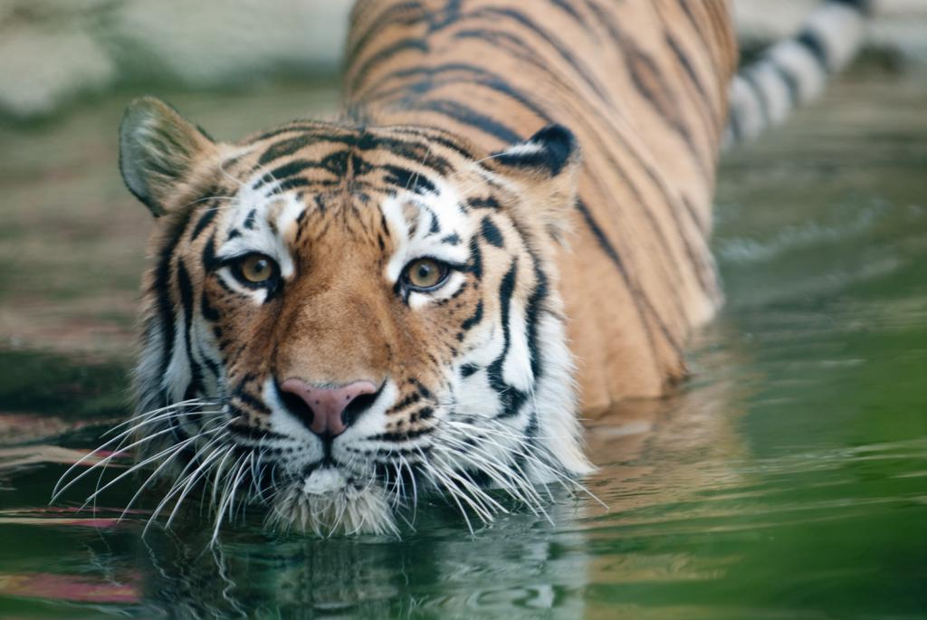 амурский тигр плавает
