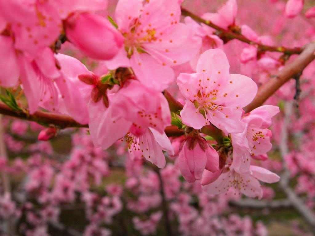 Peach flowers