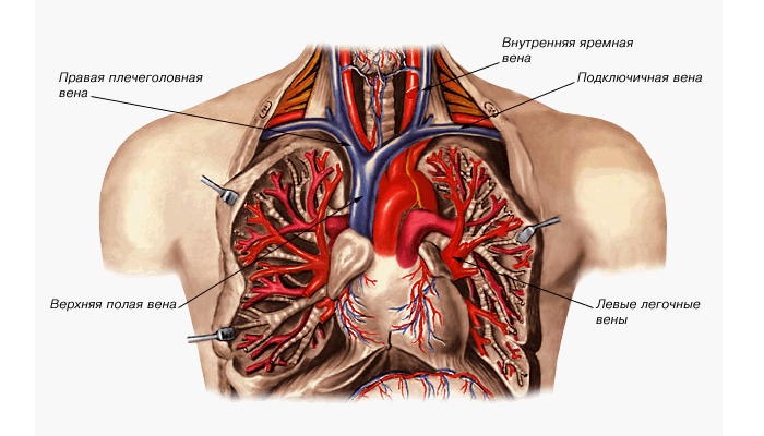 Строение верхней полой вены