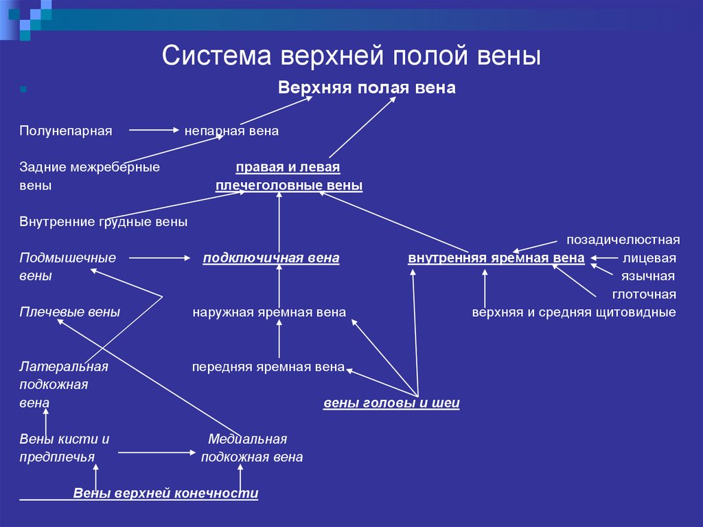 Система верхней полой вены