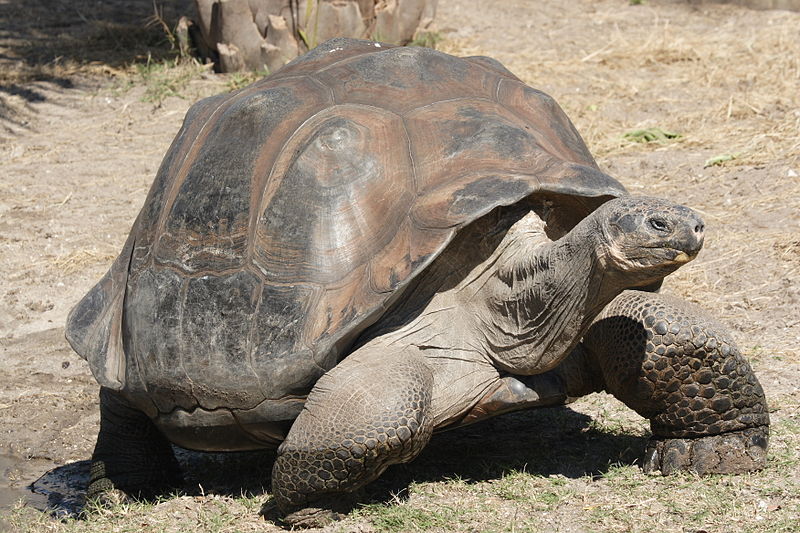 Галапагосская (или слоновая) черепаха