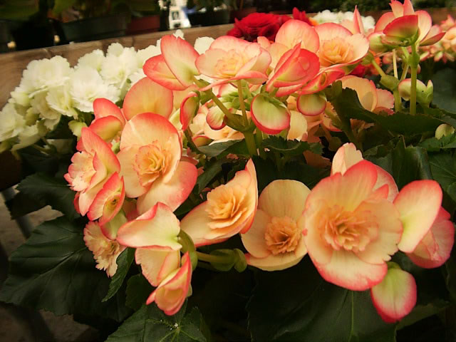 Tuberous Begonias