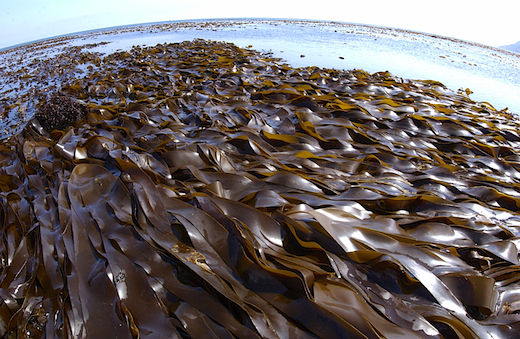 Зеленые и бурые водоросли