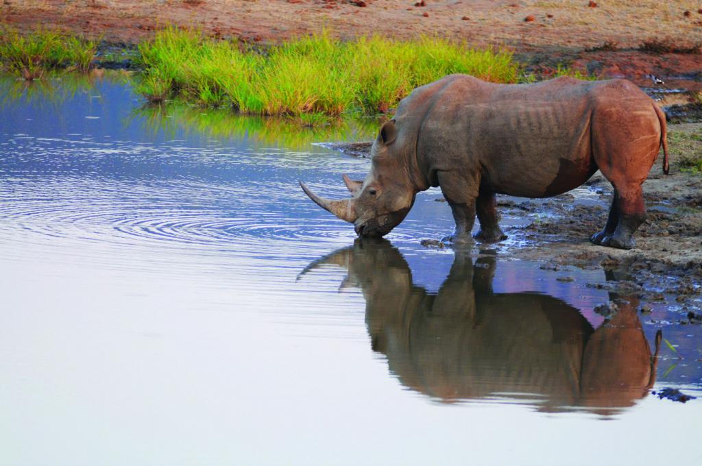Белый носорог на водопое