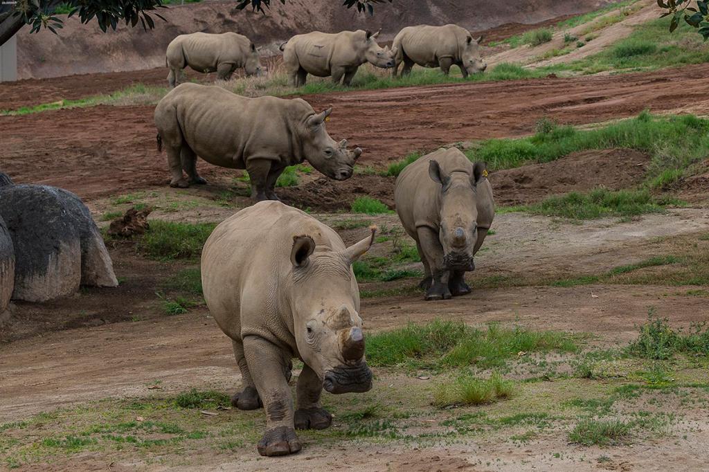 Группа белых носорогов