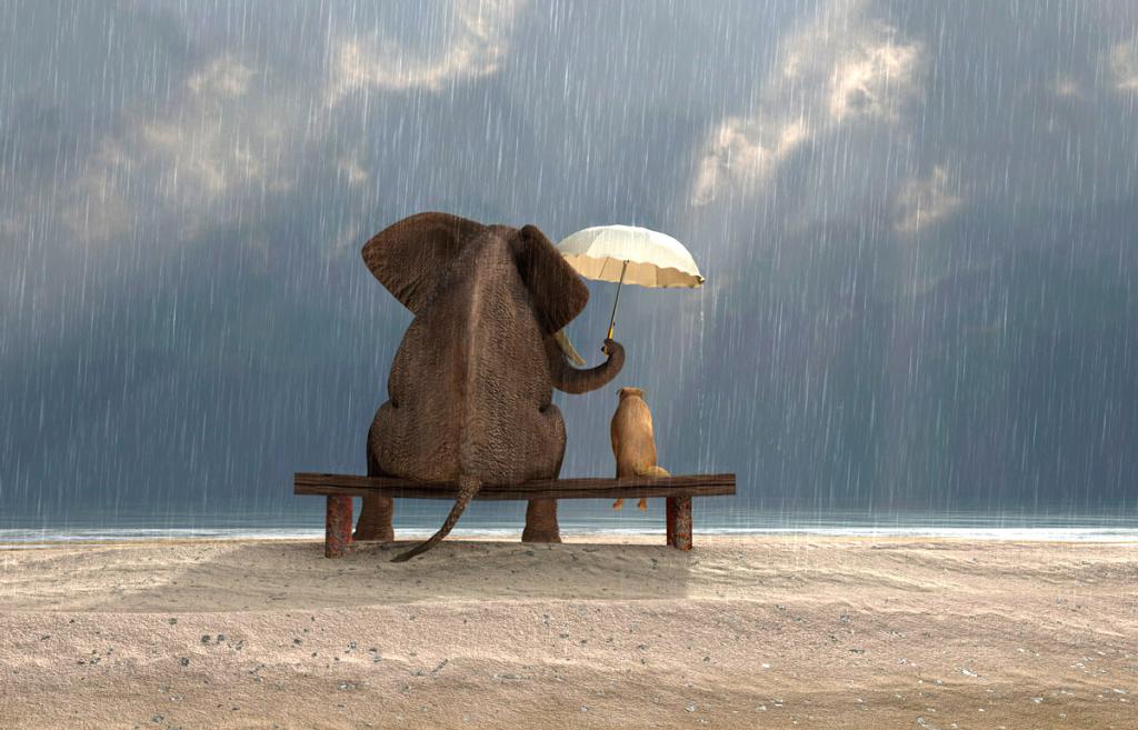 Слон защищает кота от дождя - доброта