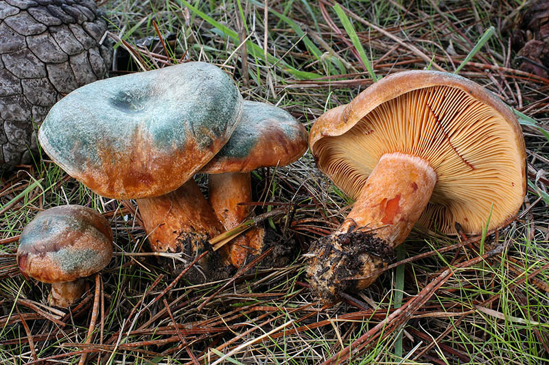 Взрослые грибы-рыжики