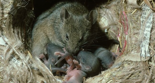 Гнездо мышиной самки