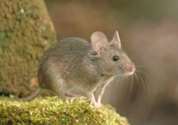 Мышь в дикой природе