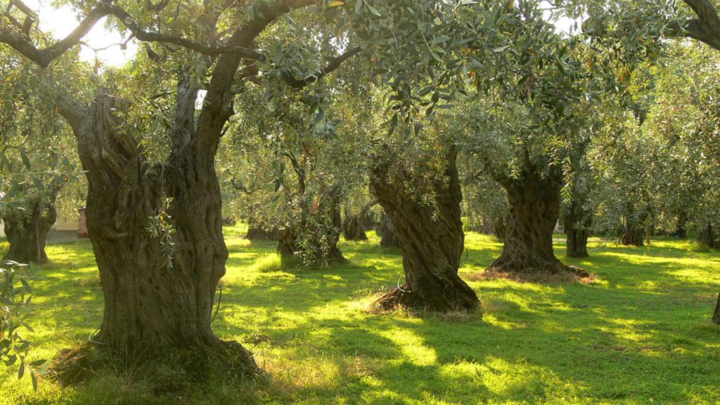 оливковое дерево греция