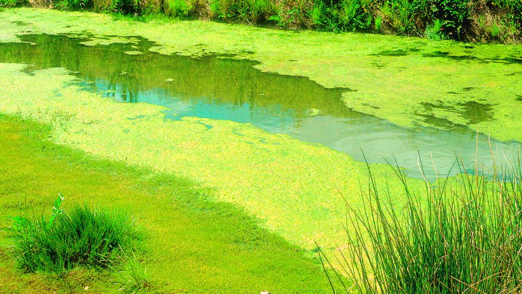 цветение воды от водорослей