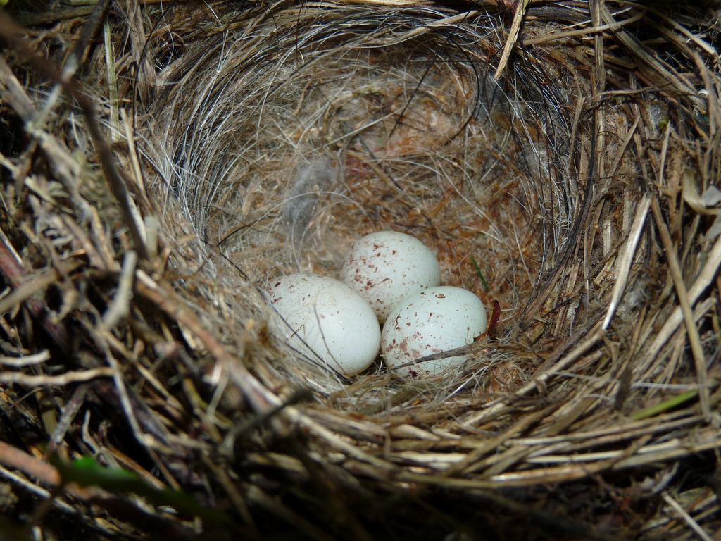Гнездо птицы зеленушки с яйцами