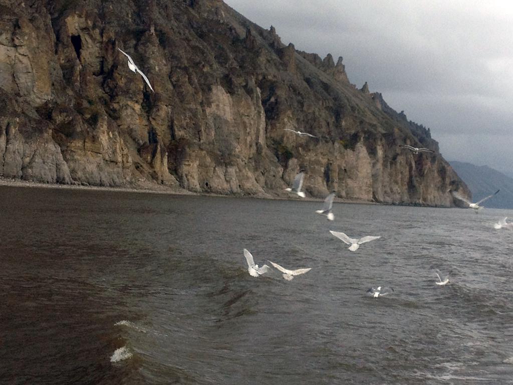 птицы над водой