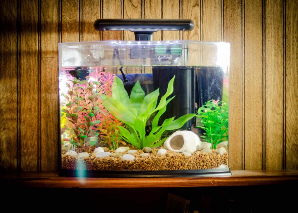каким должен быть домашний аквариум