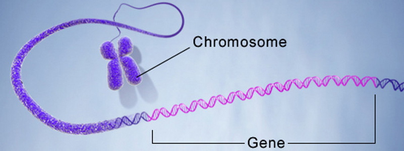 Хромосома и гены