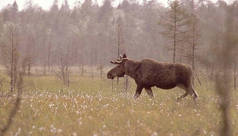 животные в водлозерском национальный парк