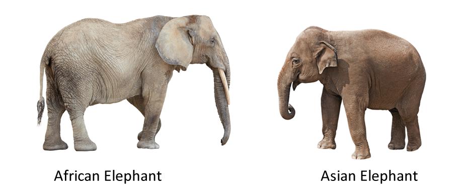 вид слон африканский