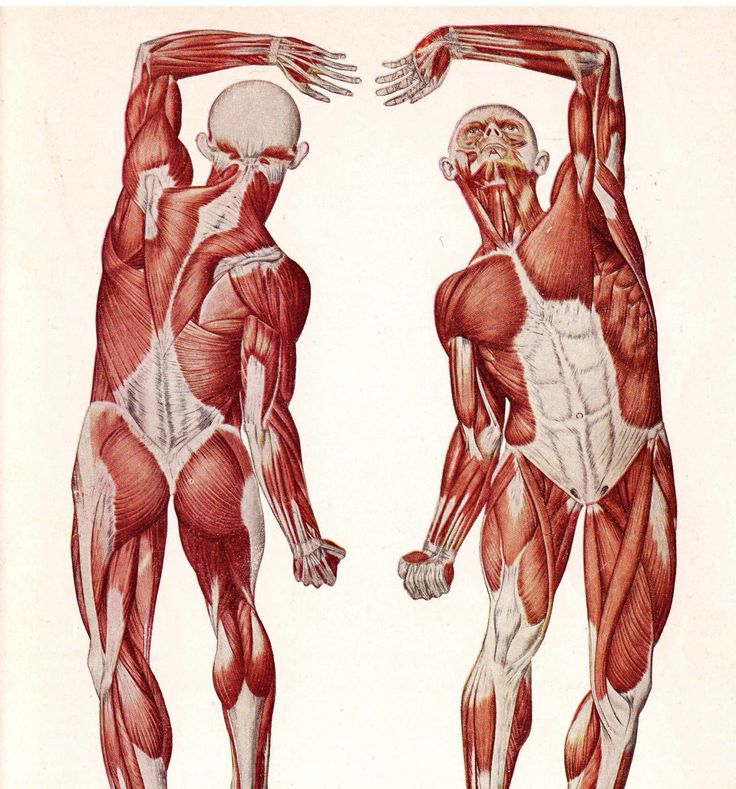 Строение тела, мышцы