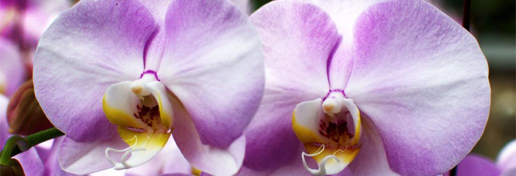 поза орхидея