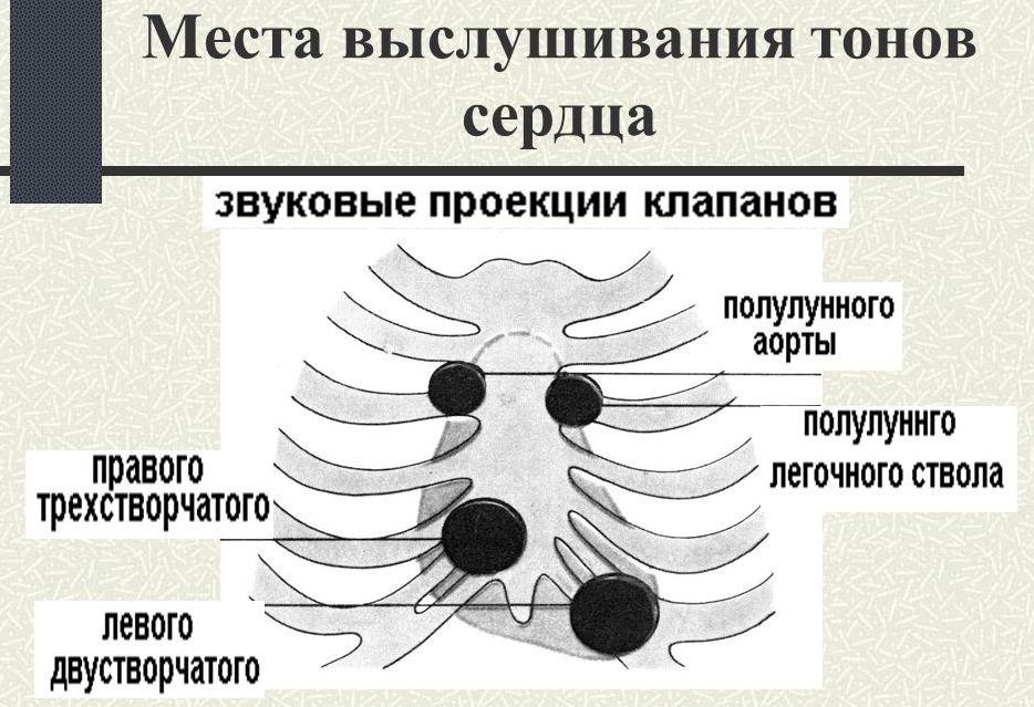 аускультация сердца