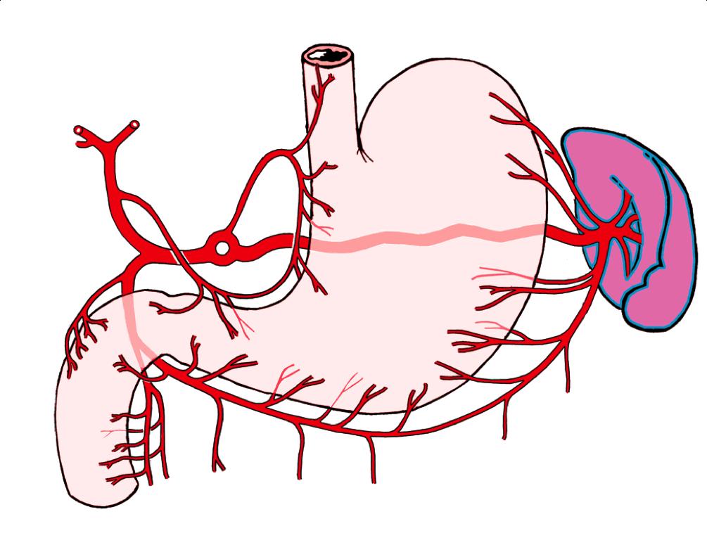 Кровоснабжение желудка