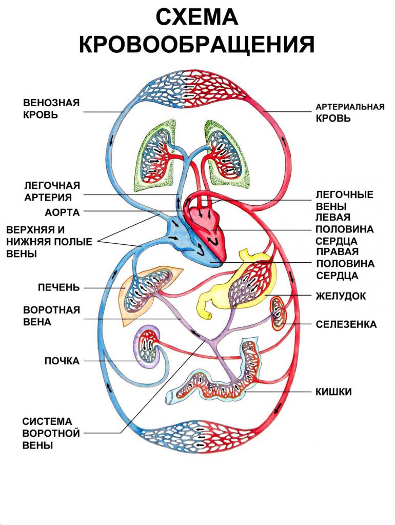 Круги кровообращения