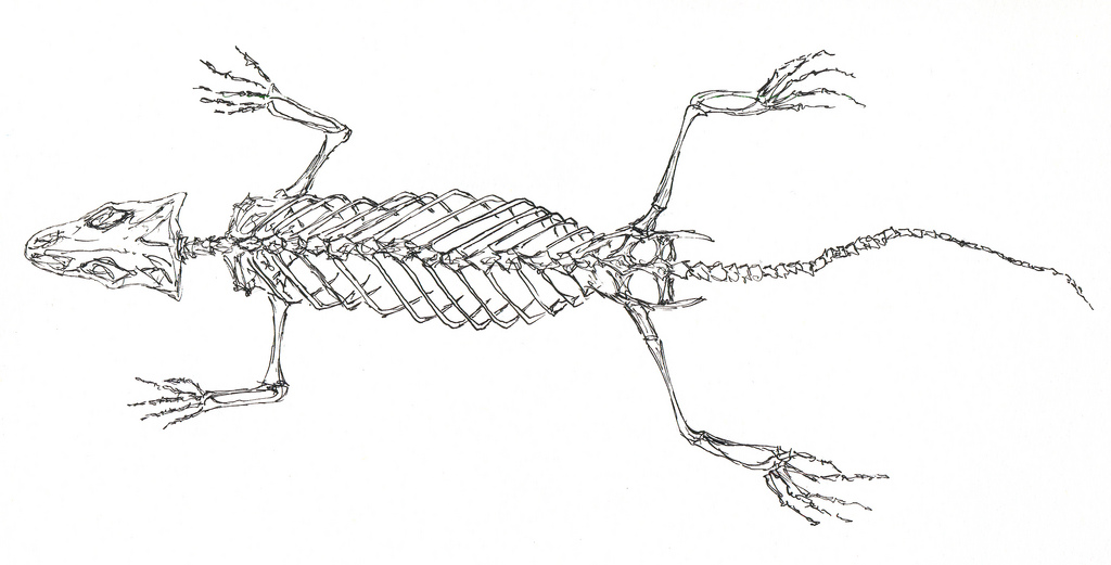 скелет рептилий