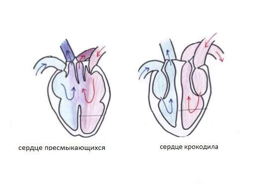 сердце пресмыкающихся