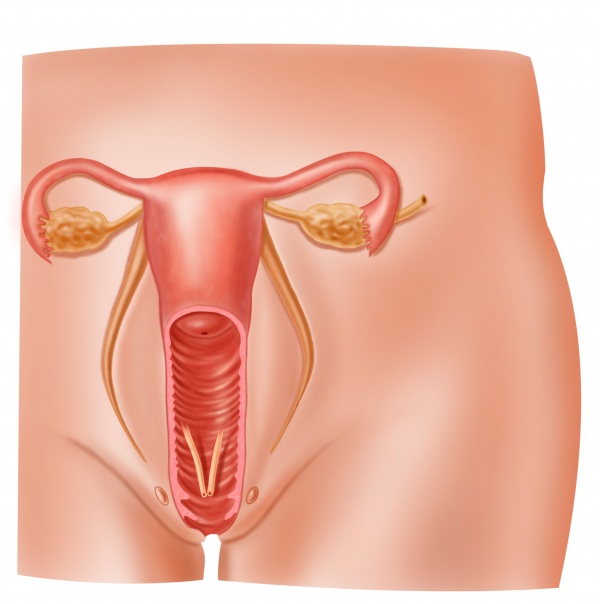 Внутренние половые органы