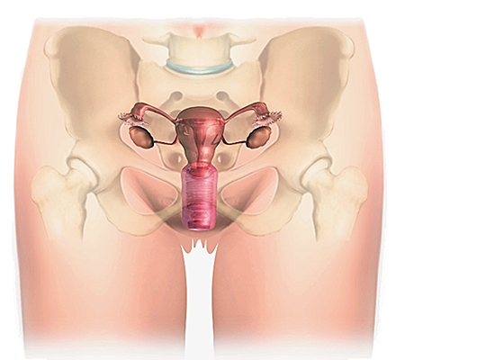 Внутренние половые органы и таз