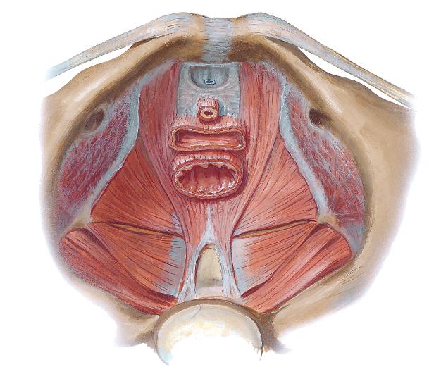 Анатомия промежности