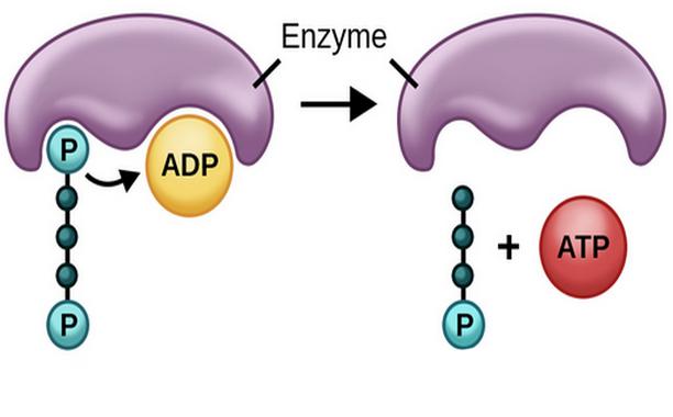 субстратное фосфорилирование